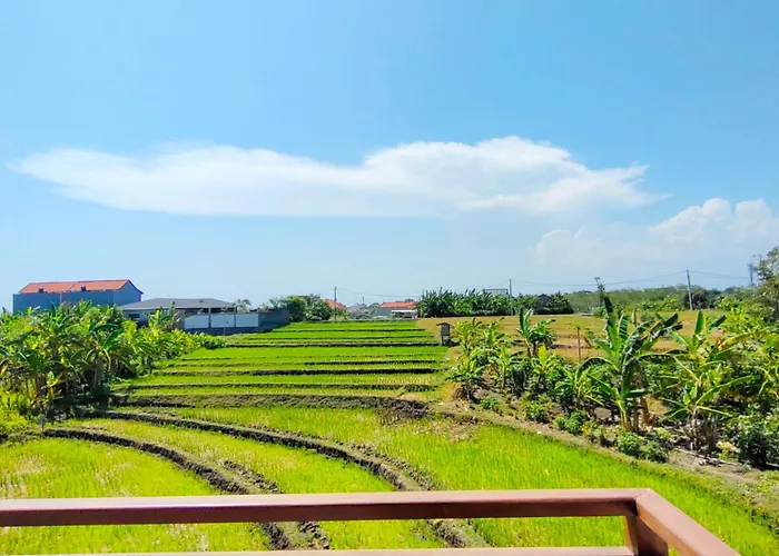 Rice Field